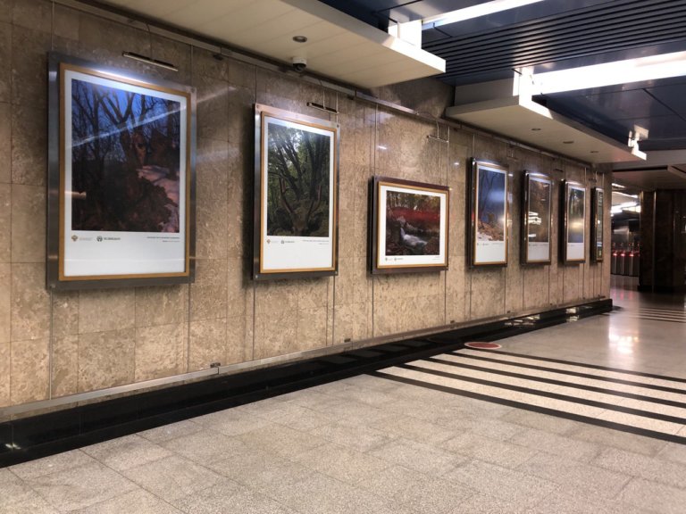 В московском метро поселились амурские тигры