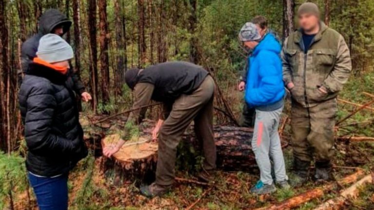 В Иркутской области задержали черных лесорубов
