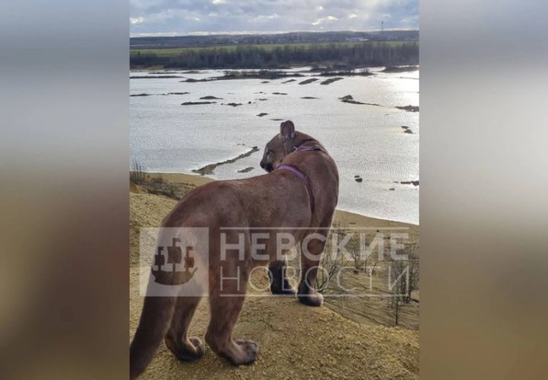 Росприроднадзор инициирует проверку по факту нападения домашней пумы на собаку