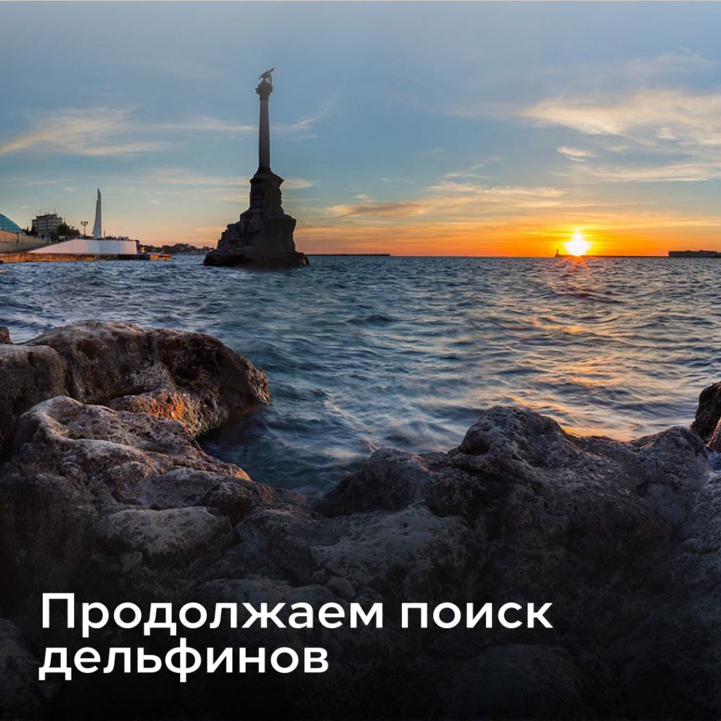 В Севастополе продолжаются поиски дельфинов