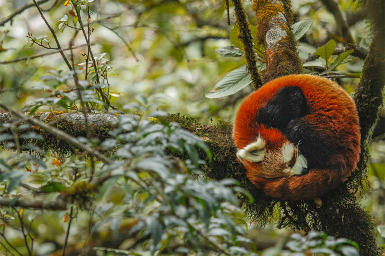 Жюри ежегодного конкурса Nature inFocus выбрало лучших фотографов диких зверей