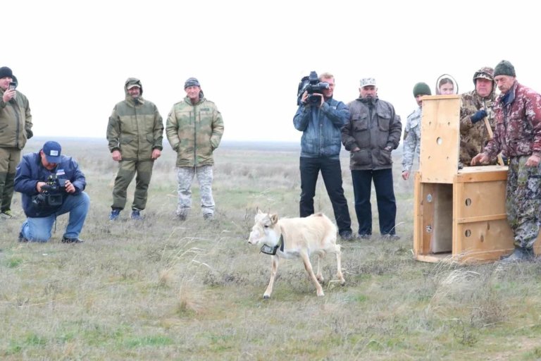 В Астраханской области в природу выпустили редкого сайгака