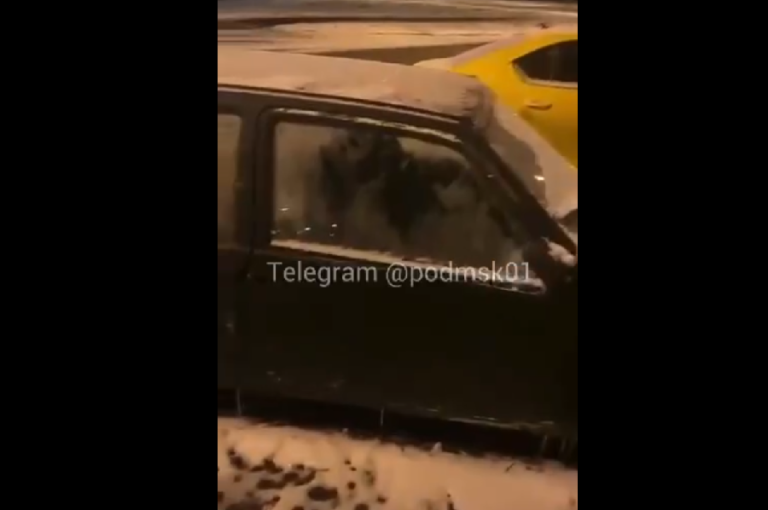 В Госдуме намерены добиться уголовной ответственности в отношении хозяев, оставивших собак в машинах на морозе