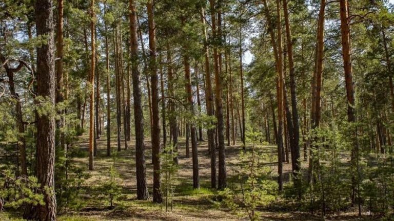 200 деревьев спасли участники проекта «Другое Дело»