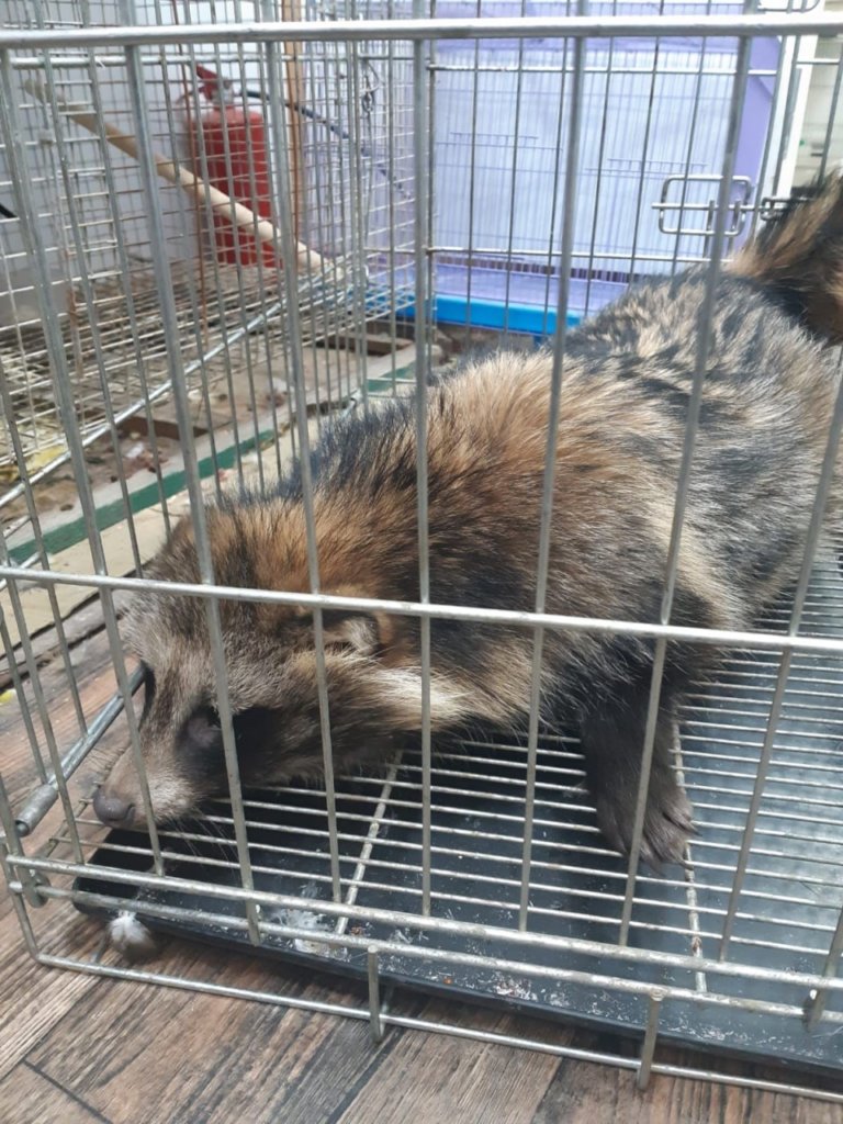 В Москве спасли енотовидную собаку