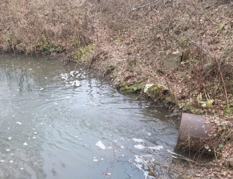 В Подмосковье выпущенная дачниками рыба погибает из-за загрязнения водоемов
