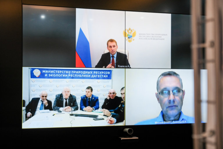 Причину массовой гибели нерпы в Дагестане выясняют ученые трех институтов