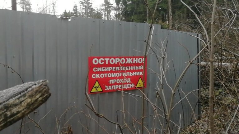 В России проведут ревизию скотомогильников