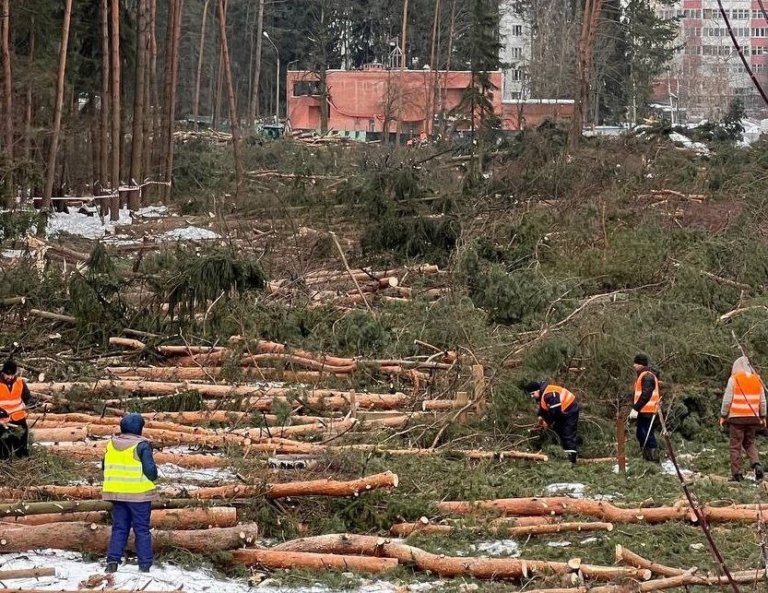 В Троицком лесу вырубили большой участок