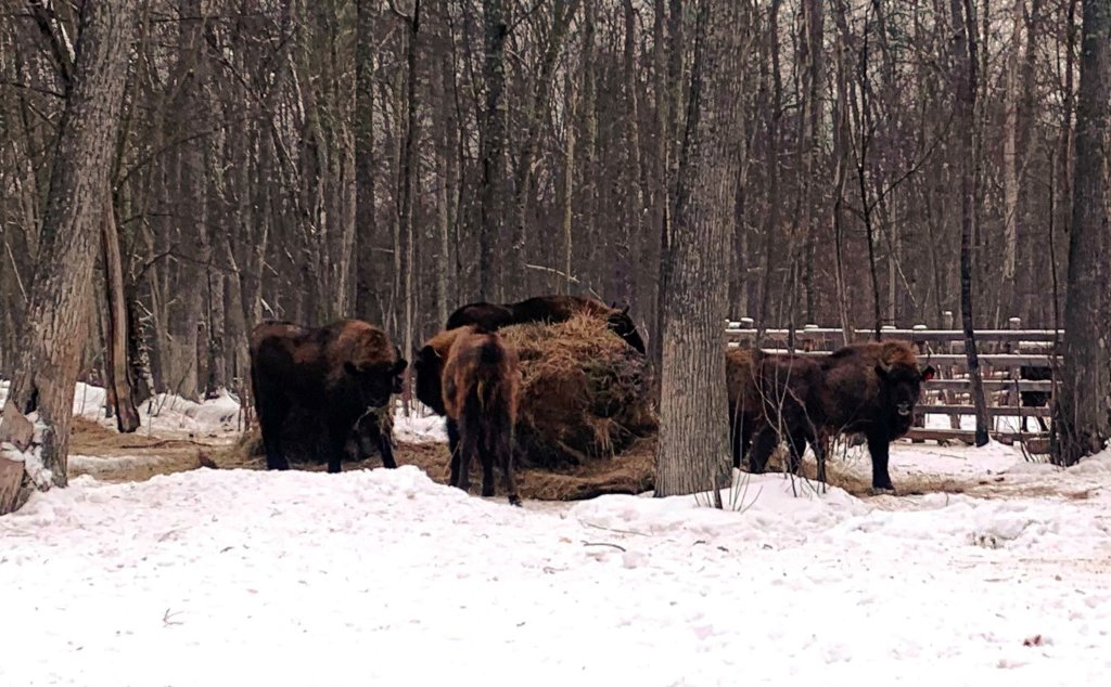 В Мордовии в природу выпустили восемь зубров
