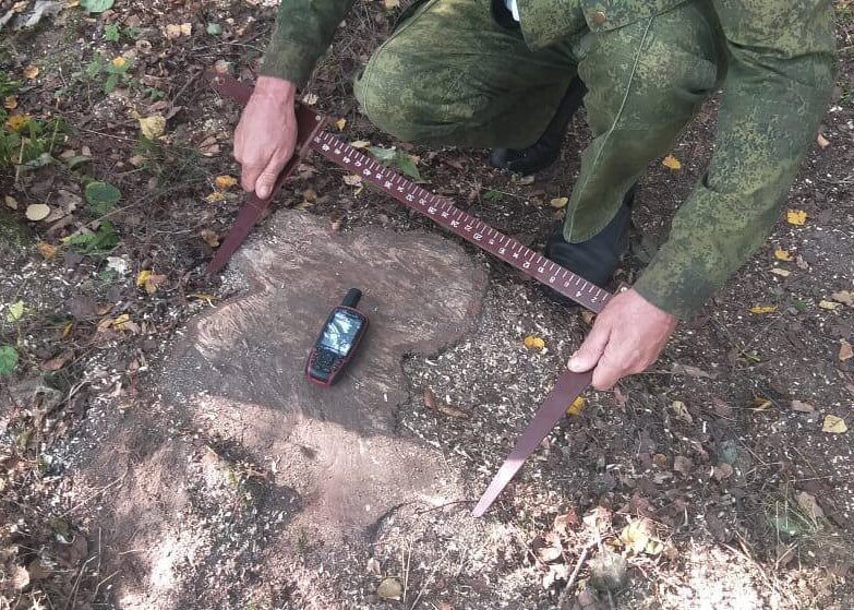 Приговор по делу о рубках на 102 млн рублей обжаловали прокуратура и защита