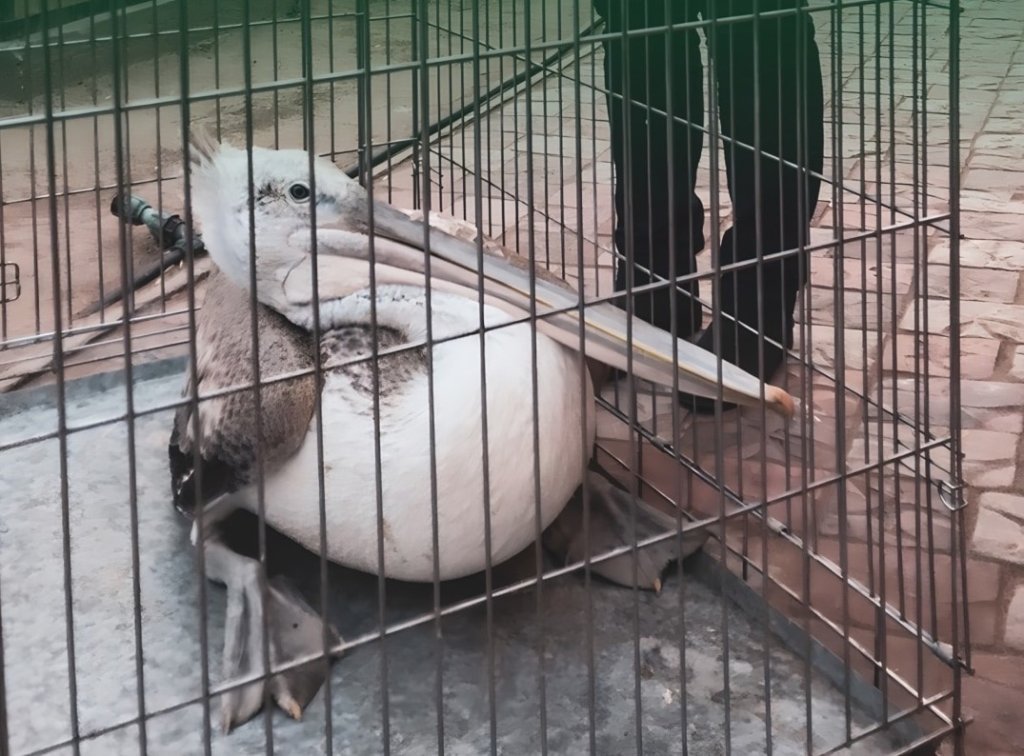 Под Астраханью из ледового плена спасли краснокнижного пеликана