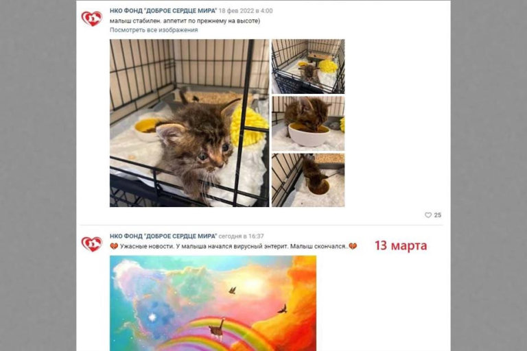 Собранные на животных деньги самарский фонд тратил на алкоголь и сигареты