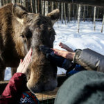 В нацпарке «Лосиный остров» число посетителей выросло в 4 раза за 10 лет