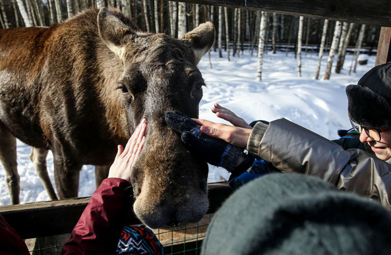 В нацпарке «Лосиный остров» число посетителей выросло в 4 раза за 10 лет