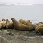 На Земле Франца-Иосифа обитает вдвое больше моржей, чем считалось ранее