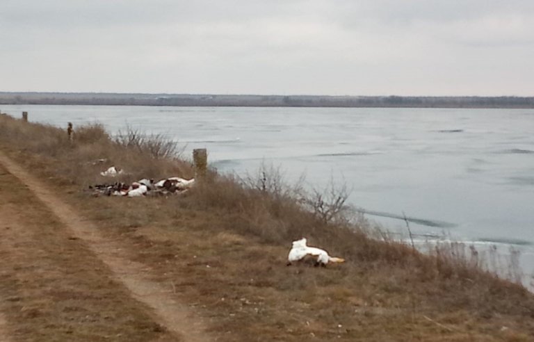 На водохранилище в Ставрополье нашли около 3000 погибших птиц