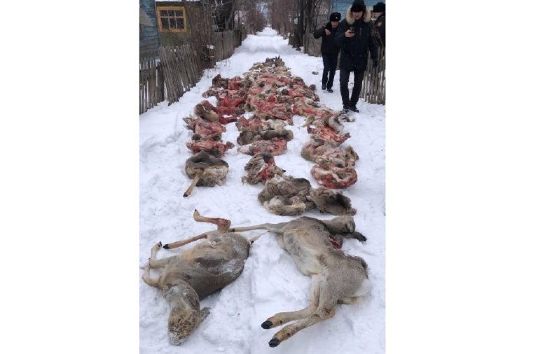 Несколько десятков сибирских косуль убили браконьеры в Казахстане