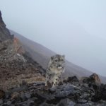 В Сайлюгемском нацпарке насчитали 20 снежных барсов