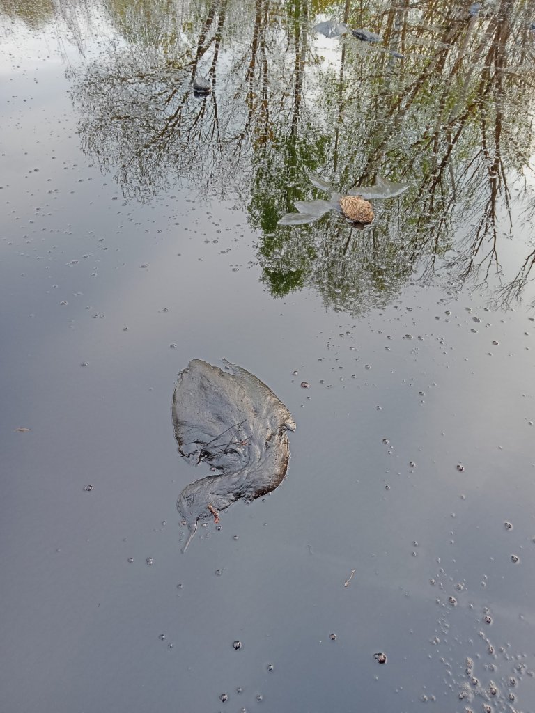 Фото: Николай Ступин/ ВКонтакте