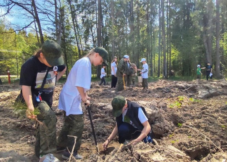 Более 160 тысяч деревьев и кустарников стали новым «Лесом Победы»