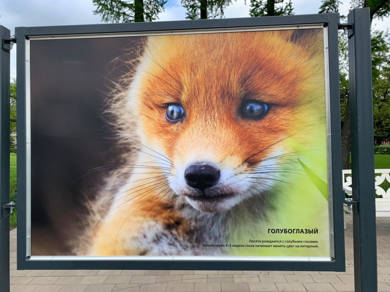 В Москве открылась фотовыставка «Камчатка. Рассказ в лисах»