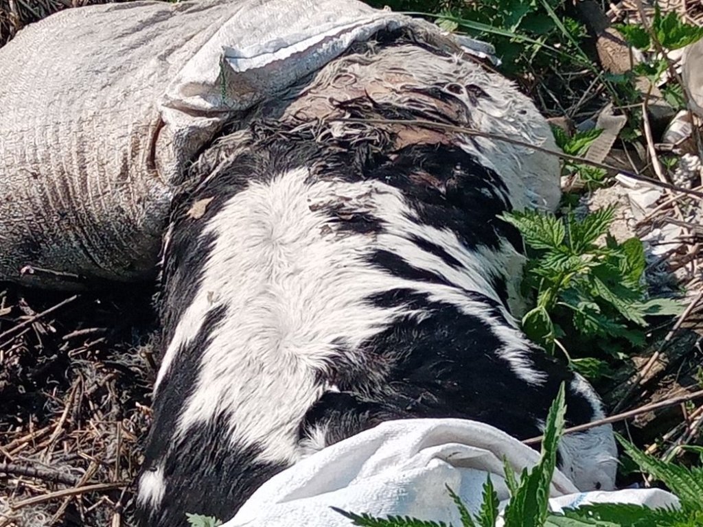 Фото: «Экоинспекция» ОНФ