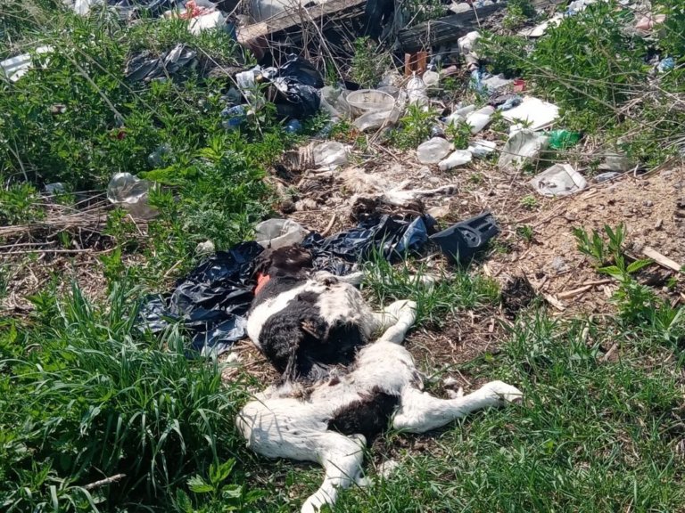 Под Красноярском обнаружена свалка с трупами телят