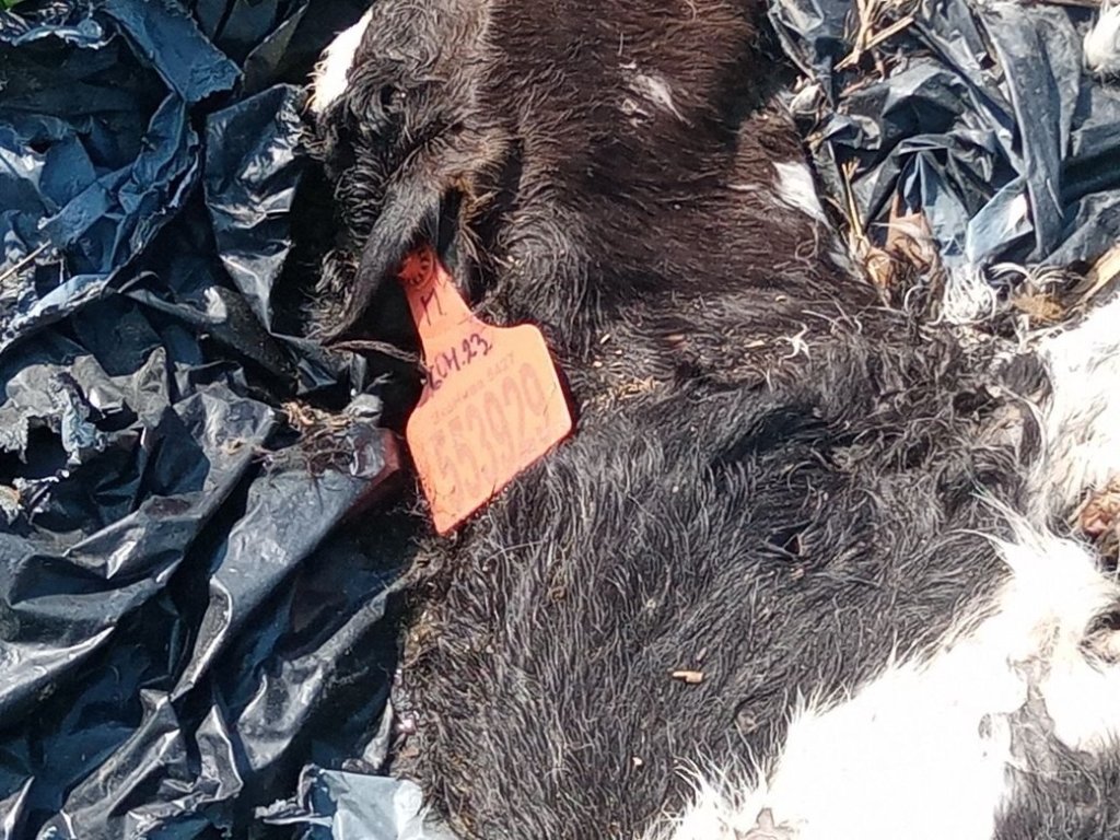 Фото: «Экоинспекция» ОНФ