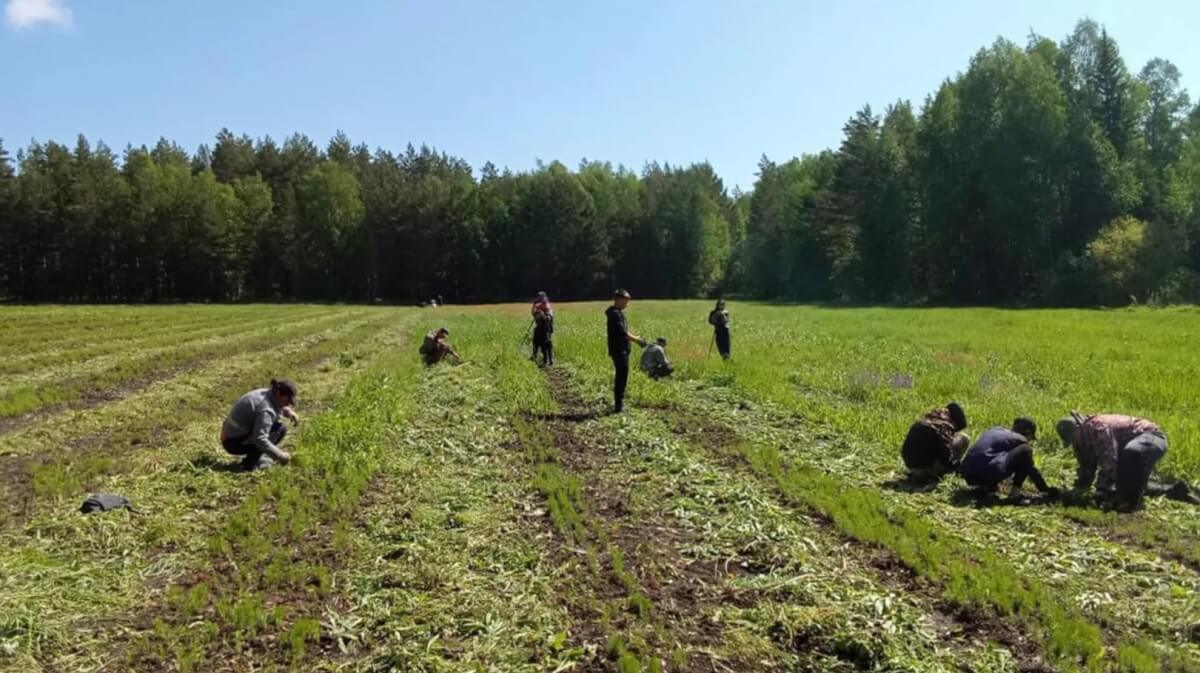 В Красноярском крае высадили более 12 млн хвойных деревьев ⋆ НИА 