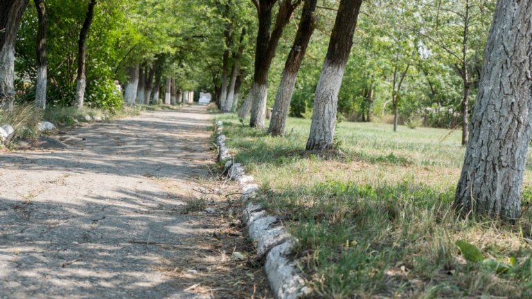 Жители Нижнего Новгорода отстояли зеленую аллею