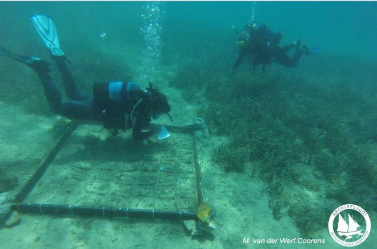 На дне Эгейского моря высаживают подводные луга
