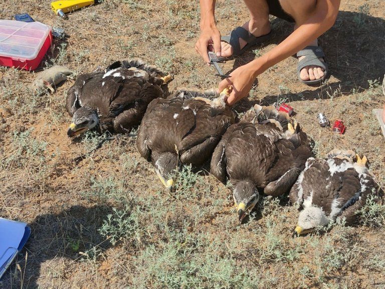 В заповеднике Калмыкии окольцевали краснокнижных птиц