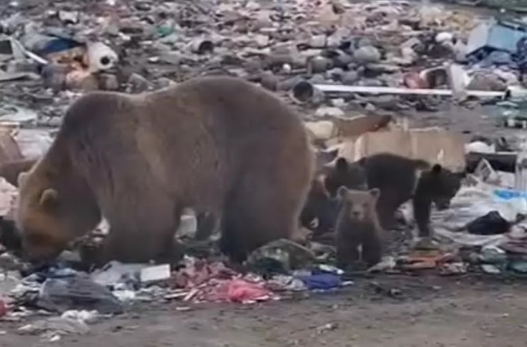 Медвежья семья поселилась на свалке на Камчатке