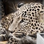 В Кавказский заповедник могут привезти леопардов из других стран