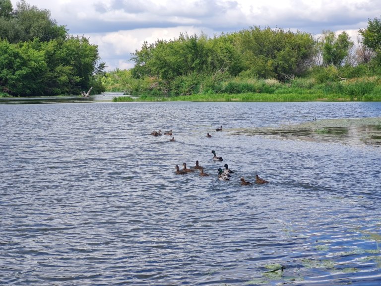 В ульяновскую реку Свиягу выпустили 25 крякв