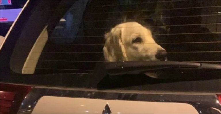 Полиции разрешат вскрывать авто ради спасения животных