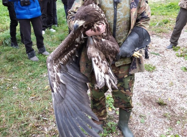 В Калининградской области в природу выпустили редких филинов и орлана-белохвоста