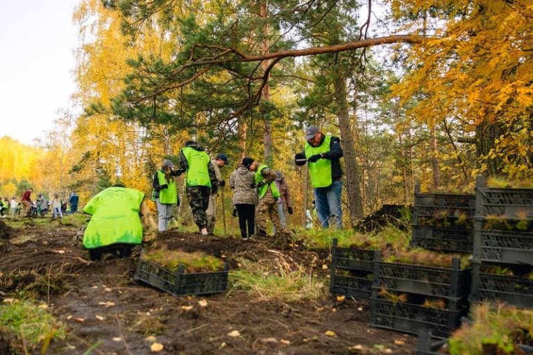 На алтайском курорте «Манжерок» планируют высадить 1,5 млн деревьев