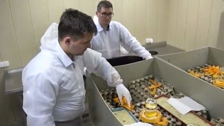В Ставрополье и Подмосковье планируют наладить выпуск выпечки из сверчков