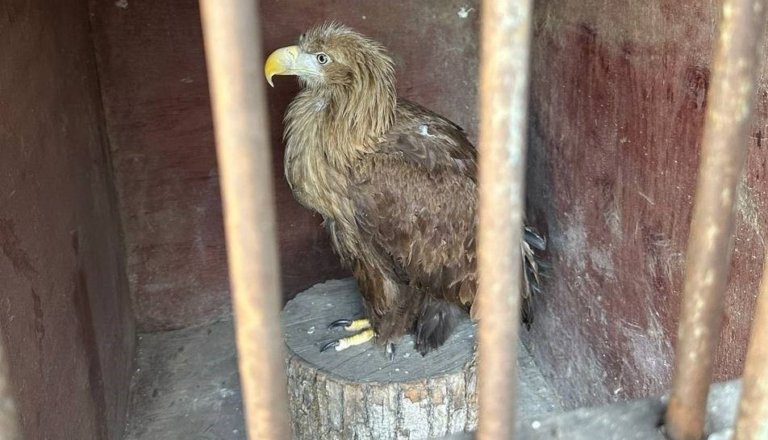 В Пензенской области из рук браконьеров спасли редкого орла и орланов-белохвостов