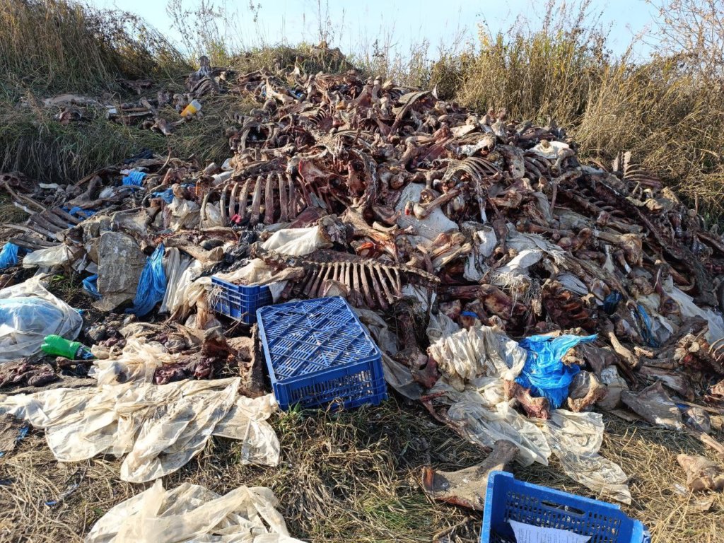 Под Красноярском обнаружили третью за месяц свалку останков животных
