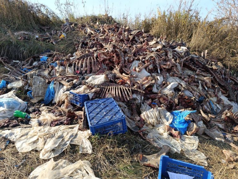 Под Красноярском обнаружили третью за месяц свалку останков животных