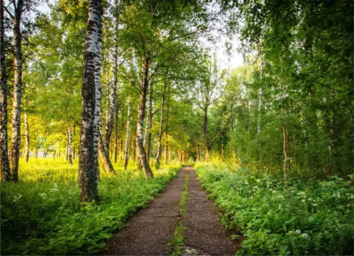 Зеленый пояс городов. Лесопарковые зеленые пояса. Лесопарковый зеленый пояс Воронежа. Лесопарковый зеленый пояс Иркутск. Зеленые пояса вокруг городов.