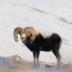 На хребте Сайлюгем насчитали рекордное количество горных баранов
