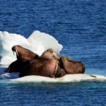 24 ноября – День моржа!