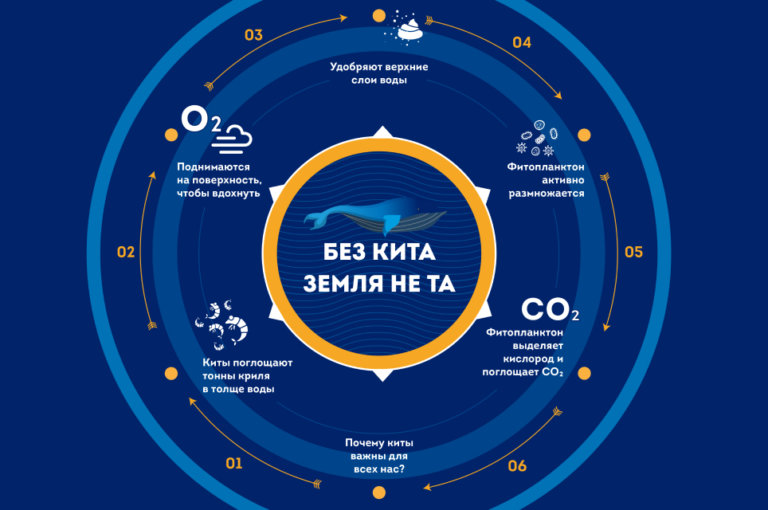 Почти 700 школьников побывали «В шкуре кита»