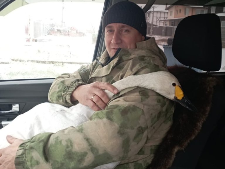 В Красноярске спасли краснокнижного лебедя