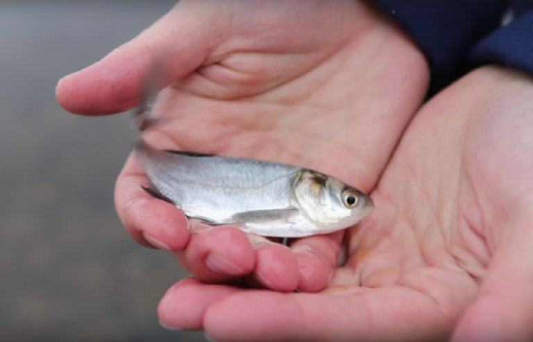 Более 19 тысяч мальков толстолобика выпустили в Куйбышевское водохранилище