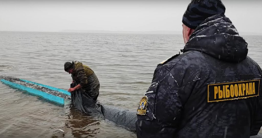 В Костромской области в Волгу выпустили почти 400 тысяч толстолобиков